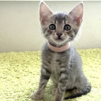 Sundae -  Domestic Short Hair Cat for Adoption in Pleasant Hill, California - Sundae | PetCurious