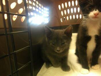 Domestic Short Hair Cats Available for Adoption in Ocala, Florida - A382394 | PetCurious