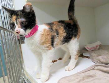 A475808 -  Domestic Short Hair Cat for Adoption in Oklahoma City, Oklahoma - A475808 | PetCurious