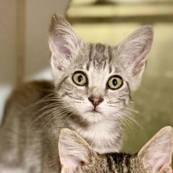 Tassel -  Domestic Short Hair Cat for Adoption in Bentonville, Arkansas - Tassel | PetCurious