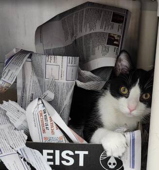 Domestic Short Hair Cats Available for Adoption - My Baby Boo | PetCurious