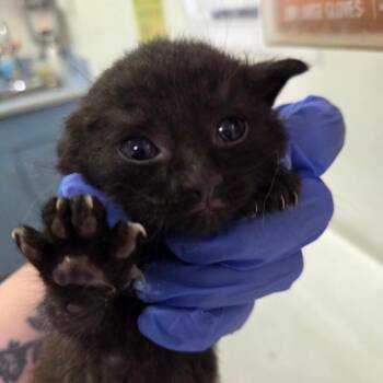 Heathcliff -  Domestic Medium Hair Cat for Adoption in Charleston, West Virginia - Heathcliff | PetCurious