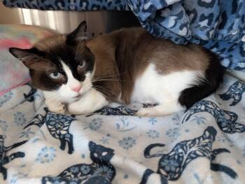 Caddy -  Domestic Short Hair and Snowshoe Cat for Adoption in Cleburne, Texas - Caddy | PetCurious