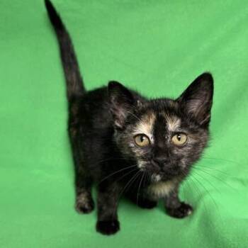 Ruth -  Domestic Long Hair Cat for Adoption in Benld, Illinois - Ruth | PetCurious