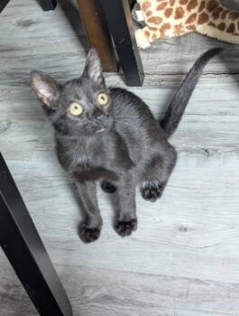Boba 335-26 -  Domestic Short Hair Cat for Adoption in Cumming, Georgia - Boba 335-26 | PetCurious