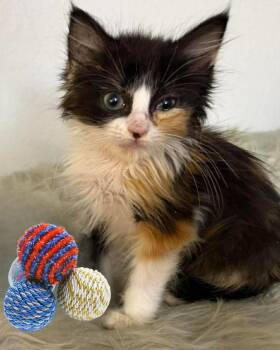 Bonnie -  Maine Coon Cat for Adoption in New Braunfels, Texas - Bonnie | PetCurious