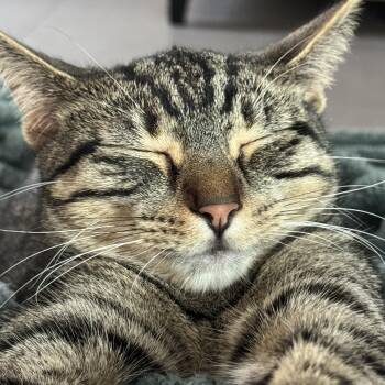 Stripey -  Domestic Short Hair Cat for Adoption in Santa Fe, New Mexico - Stripey | PetCurious