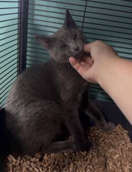 Forky -  Domestic Short Hair Cat for Adoption in Syracuse, New York - Forky | PetCurious