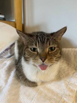 China -  Domestic Short Hair Cat for Adoption - China | PetCurious