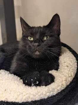 Rescue Domestic Short Hair Cats for Adoption in Waupun, Wisconsin - Mimi | PetCurious