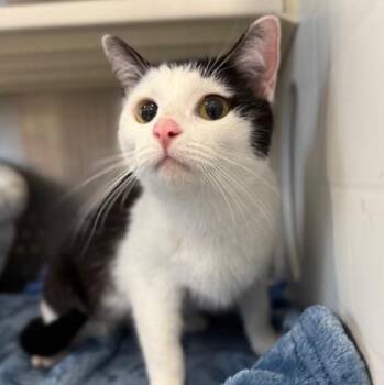 Domestic Short Hair Cats Available for Adoption in Sweetwater, Tennessee - Swayze | PetCurious