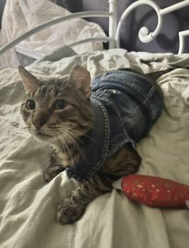 Atticus -  Domestic Short Hair Cat for Adoption in New Orleans, Louisiana - Atticus | PetCurious