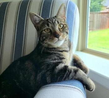 Jasper -  Domestic Short Hair Cat for Adoption in Denton, Texas - Jasper | PetCurious