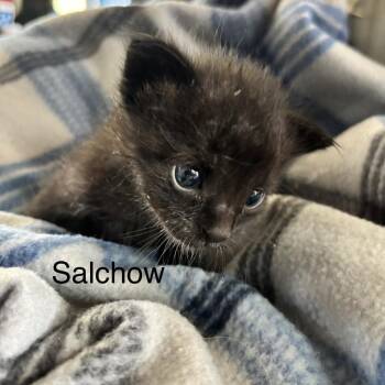 Salchow C11255 -  Domestic Short Hair Cat for Adoption - Salchow C11255 | PetCurious