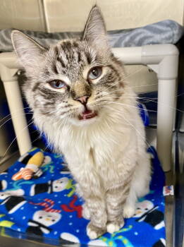 Rescue Domestic Long Hair and Siamese Cats for Adoption in Fargo, North Dakota - Shania | PetCurious