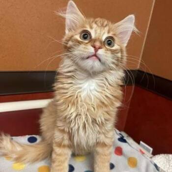 Domestic Medium Hair Cats Available for Adoption in Rochester, Minnesota - Mario | PetCurious