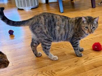 Sister Cat 1 -  Domestic Short Hair Cat for Adoption in Timonium, Maryland - Sister Cat 1 | PetCurious