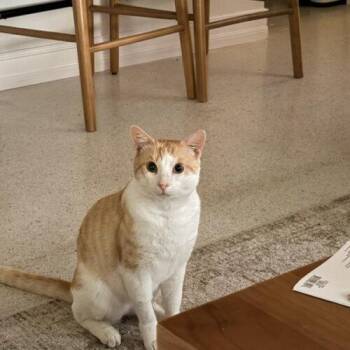 Croissant -  Domestic Short Hair Cat for Adoption in Tampa, Florida - Croissant | PetCurious