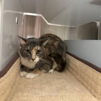 Sylvia -  Domestic Short Hair Cat for Adoption in Goleta, California - Sylvia | PetCurious