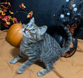 Rescue Tabby and Domestic Short Hair Cats for Adoption in Fayetteville, Georgia - Chevron | PetCurious