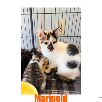 Marigold -  Domestic Short Hair and American Shorthair Cat for Adoption in Ashland, Kentucky - Marigold | PetCurious