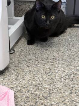 Chocolate -  American Shorthair Cat for Adoption in Van Wert, Ohio - Chocolate | PetCurious