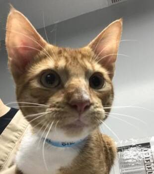 Sir Stripey -  Domestic Short Hair Cat for Adoption in Daytona Beach, Florida - Sir Stripey | PetCurious
