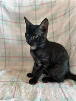 Rescue Domestic Short Hair Cats for Adoption in The Woodlands, Texas - Makemake | PetCurious