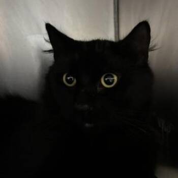 Tiny -  Domestic Long Hair Cat for Adoption in Braintree, Massachusetts - Tiny | PetCurious