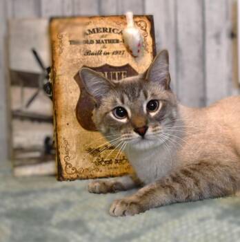 Theo -  Siamese and Domestic Short Hair Cat for Adoption in Roanoke, Texas - Theo | PetCurious