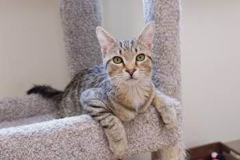 Domestic Short Hair Cats Available for Adoption - Peewee | PetCurious