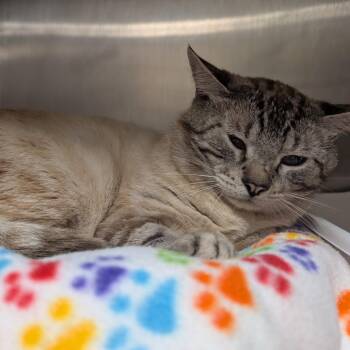 Siamese Cats Available for Adoption in Titusville, Florida - Cocoa Puff | PetCurious