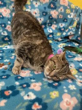SHORTCAKE -  Domestic Short Hair Cat for Adoption - SHORTCAKE | PetCurious