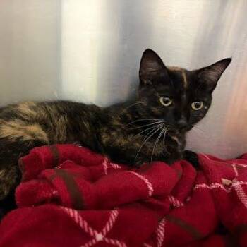 Roz -  Domestic Short Hair Cat for Adoption in Charlottesville, Virginia - Roz | PetCurious