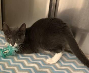 Hayli -  Domestic Short Hair Cat for Adoption in St. Cloud, Florida - Hayli | PetCurious