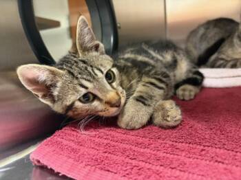BARLEY* -  Domestic Short Hair Cat for Adoption in Santa Cruz, California - BARLEY* | PetCurious