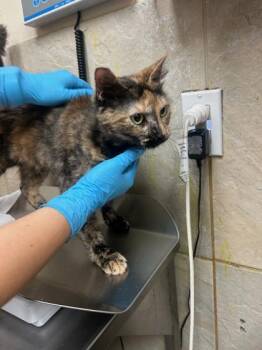 Domestic Medium Hair and Domestic Short Hair Cats Available for Adoption - Mama | PetCurious