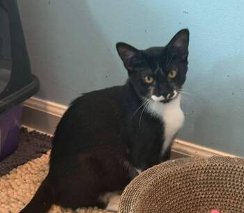 Iroh -  Domestic Short Hair Cat for Adoption in Skippack, Pennsylvania - Iroh | PetCurious