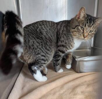 Tabby and Domestic Short Hair Cats Available for Adoption in Marietta, Ohio - Max (Neutered) (Photos 4/4/2026) | PetCurious