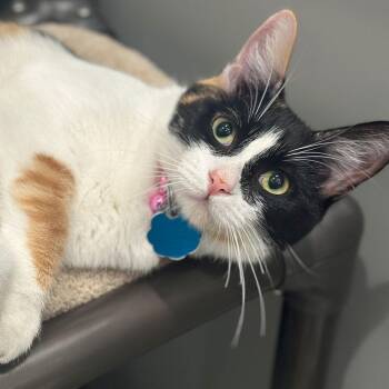 Aphantasia -  Domestic Short Hair Cat for Adoption in Port Washington, New York - Aphantasia | PetCurious