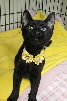 Rescue Domestic Short Hair Cats for Adoption in Ocean City, New Jersey - Sadie | PetCurious