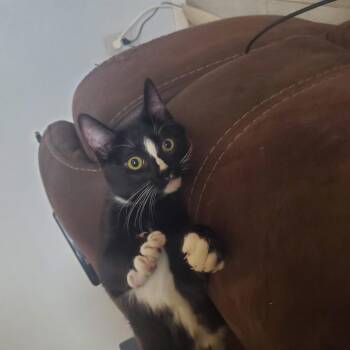 Sylvester Finch -  Domestic Short Hair Cat for Adoption in Chandler, Arizona - Sylvester Finch | PetCurious