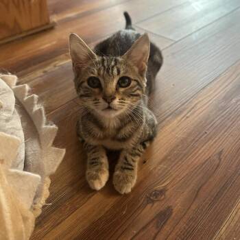 Melody 2026 aka Mona -  Domestic Short Hair Cat for Adoption in Leona Valley, California - Melody 2026 Aka Mona | PetCurious