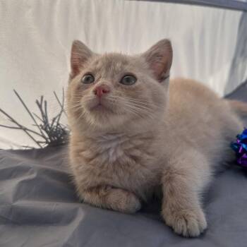 Elliot Stabler -  Domestic Short Hair Cat for Adoption in Charleston, West Virginia - Elliot Stabler | PetCurious