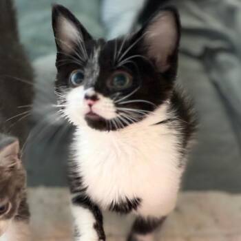 Square -  Domestic Short Hair Cat for Adoption in South Elgin, Illinois - Square | PetCurious