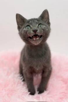 Russian Blue Cats Available for Adoption in Covington, Louisiana - Toad | PetCurious