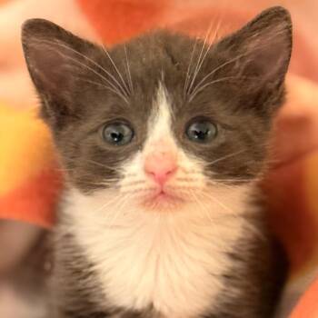 Gabby Leigh -  Domestic Short Hair Cat for Adoption in Cumming, Georgia - Gabby Leigh | PetCurious