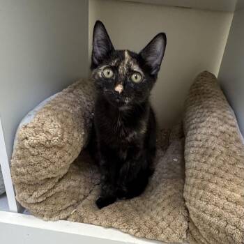 Flossie -  Tortoiseshell Cat for Adoption in East Northport, New York - Flossie | PetCurious
