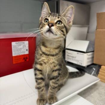 Toast -  Domestic Short Hair Cat for Adoption in Oconto, Wisconsin - Toast | PetCurious