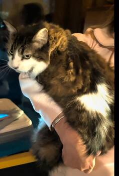 Domestic Long Hair and Maine Coon Cats Available for Adoption - Toke | PetCurious